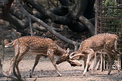 The Supreme Court has stayed the relocation of deer from Delhi's Hauz Khas Deer Park following concerns raised over animal welfare and legal violations.