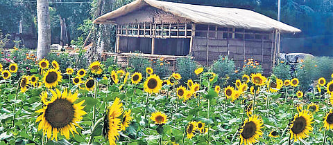 Sunflower field in Kandanad