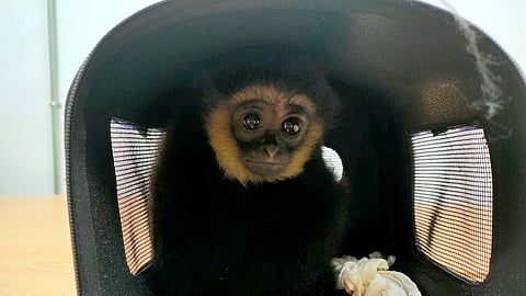 Baby gibbon secured at Kuala Lumpur international airport on Sunday 