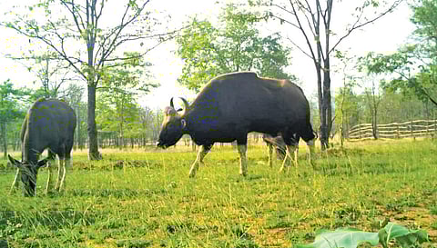 Indian Bisons graze on the lush grasslands developed in the Luxettipet forest range, Mancherial district