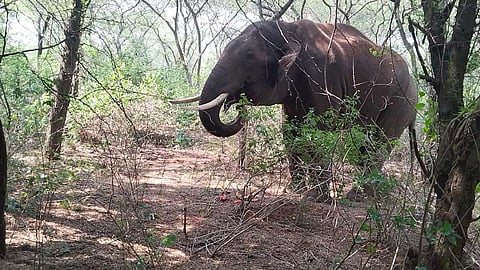 A tusker has been allegedly injured and roaming in Koothamandi Pirivu near Sirumugai in the last couple of days.
