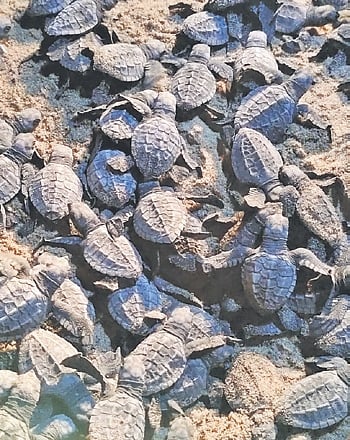 Olive Ridley hatchlings begin journey to sea at Odisha's Gahimatha