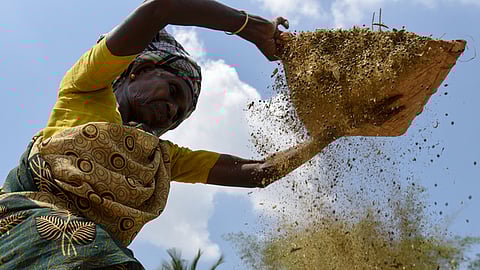 A woman farmer separating harvested black gram at Uthamarseeli near Tiruchy.