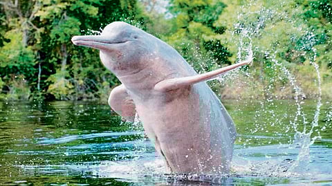 Gangetic dolphins