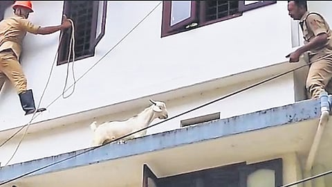 Two personnel from the Eloor fire and rescue services team rescuing the goat that got stuck on a sunshade on the second floor of an apartment in Kalamassery