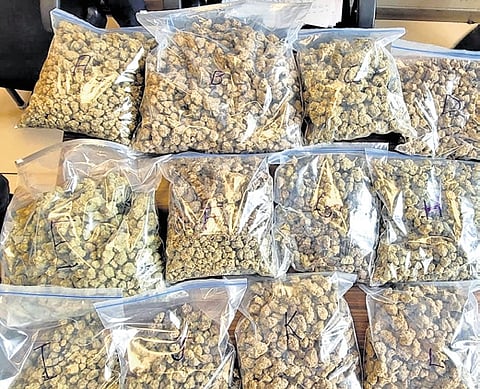 The hybrid ganja that was seized from a Malappuram native at Kochi airport