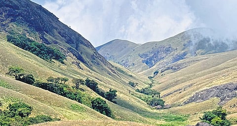 Grass Hills, sprawling over 65 sq.km of vast grasslands and montane shola forests, is a safe heaven for the endangered Nilgiri Tahr.