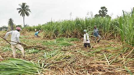 Farmers harvesting the sugarcane at a farm in Errapatti village, Dharmapuri.