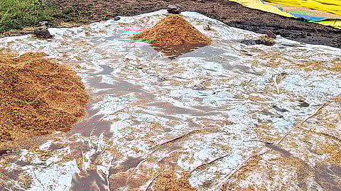 Rain soaked paddy at the Indhanpelli village procurement centre in Jannaram mandal of Mancherial district on Sunday