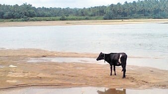 A cow is seen on the sandbed of Bharathapuzha