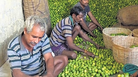 Despite high demand, intense heat hits lemon yield in erstwhile Nellore district