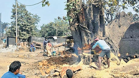 A tree trunk being removed for widening of NH-320 from Jaraikela to Bondamunda.