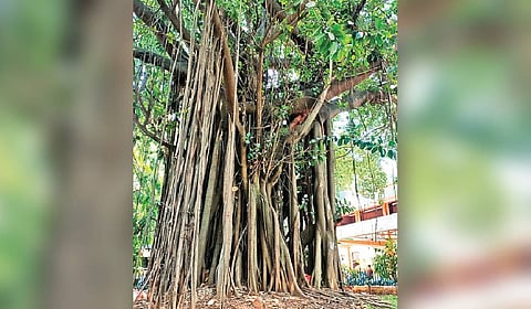 Enraged by the proposal, environmental activists have called for the project to be stalled if it involves cutting down trees.