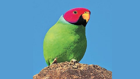 Plum headed parakeet.