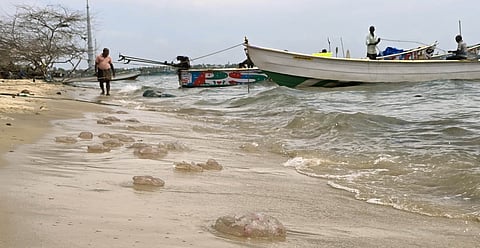 Large numbers of jellyfish have been observed washing up along the shores of Rameswaram. 
