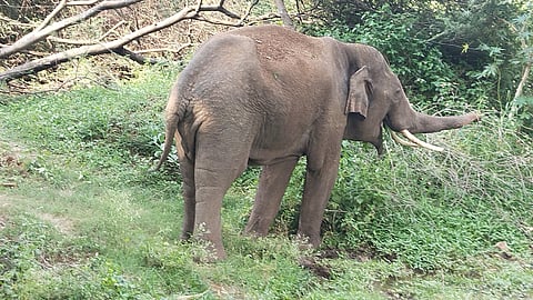 three villagers being trampled to death by a rampaging wild elephant duo in the forests of Madhya Pradesh’s Shahdol district. (Representative image)