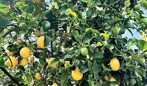According to the horticulture department, over 400 hectares of fresh plantations of lemon were noticed in Palani and Oddanchatram in 2024-25.