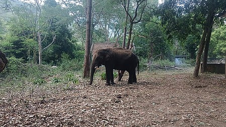 Karnataka to hand over kumki elephants to Andhra Pradesh on May 21