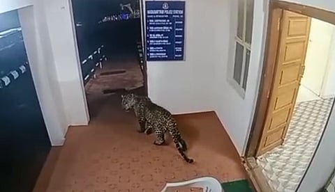A leopard enters Naduvattam Police station and created panic movements to a police personnel on Monday night.