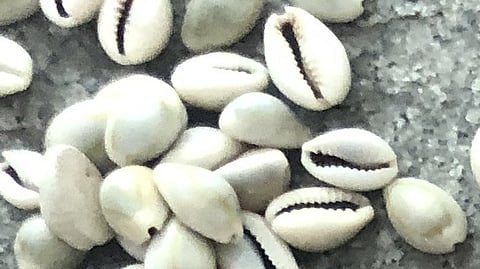 The lost game of cowrie shells from Kashmir
