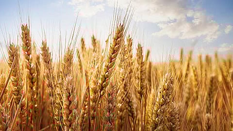 Image of wheat used for representational purposes only.