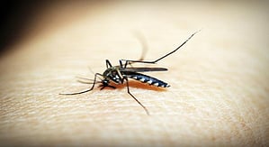 Switzerland approves first malaria drug for infants
