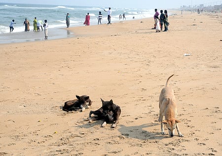 Euthanasia only for sick dogs, not for strays, clarify activists