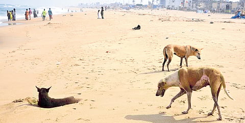 A bunch of stray dogs roaming on the Pattinapakkam beach in Chennai on Friday
