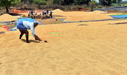 Farmers drying paddy under the sun after bringing their harvest to the IKP Centre in Karimnagar.
