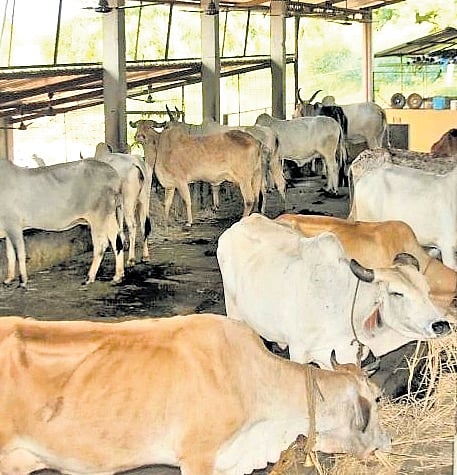 Milma’s procurement price ranges from Rs 38 to Rs 45.80 a litre. But, production cost now averages Rs 65/litre.