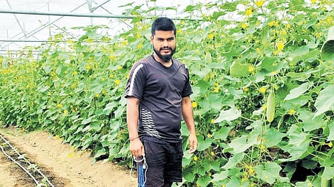 Harender, who has a deep understanding of the mountain soil, harshness and temperament, has grown virtually every kind of vegetable – from peas, cauliflower, capsicum, tomato and onion, to radish, cucumber, brinjal and beans.