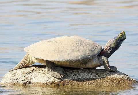 The red-crowned roofed turtle. 