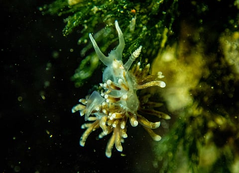 Phidiana unilineata, sea slug species, found in Vizag coast in 2025 (right) The species discovered in 1864