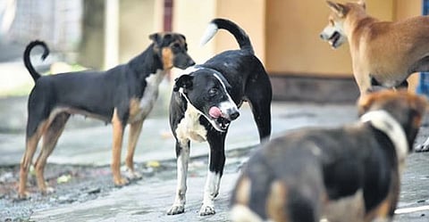 GCC plans to set up rabies quarantine centre for dogs