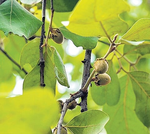 Tendu leaves price: Chhattisgarh worried over smuggling from adjoining states