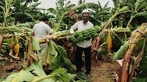 Farmers in their damaged banana plantation in Vadodara