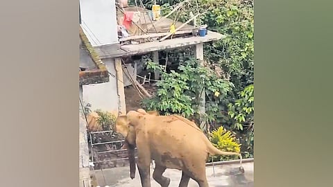 The elephant became aggressive after one of its legs got stuck in a stormwater drain