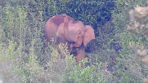 Nilgiris Forest Division staff trying to divert the tusker that entered Doddabetta peak since Monday evening.