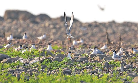 River Tern bringing food for its chick 