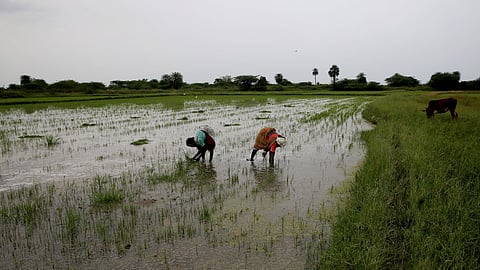 Women work on paddy fields in Ekanapuram village.