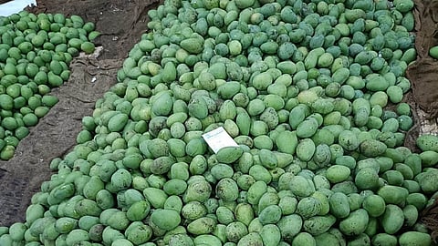 Banginapalli Mango Fruit at Nunna Mango Market.