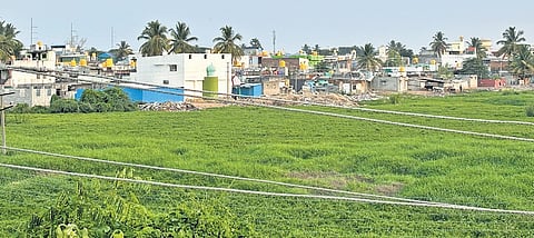 The encroached Shettahalli lake in Channapatna