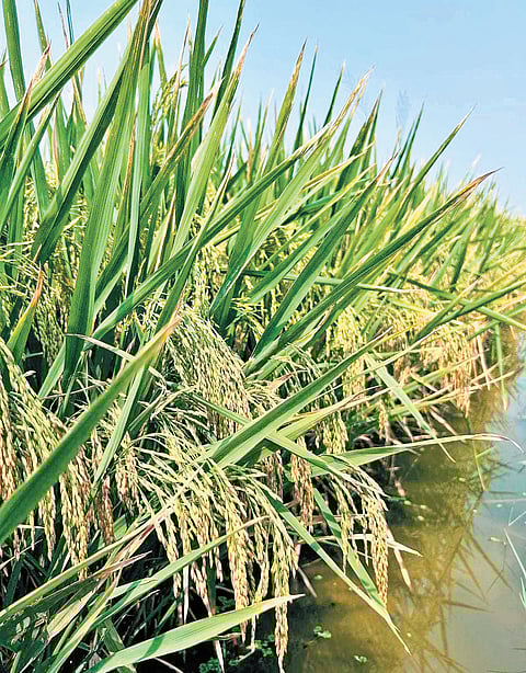 DRR Dhan 100 (Kamala)