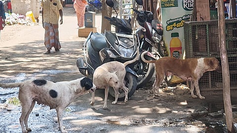 Stray dogs are seen wandering in the street causing menace to the residents in Madurai.