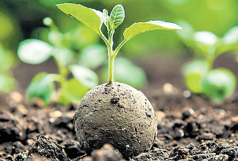  Imagine lakhs of seed balls being air-dropped from the sky, or thousands joining hands to sow crores of seeds across the length and breadth of Kerala. 