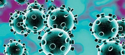 According to the report, a total of 85,945 deaths were reported in the 65–69 age group, followed by 51,516 deaths in the 70-and-above age group 