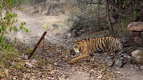 Officials caught violating restrictions in Rajasthan’s Ranthambore zone following ranger’s death
