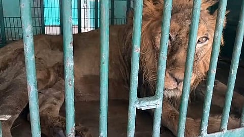 Asiatic lion Pataudi