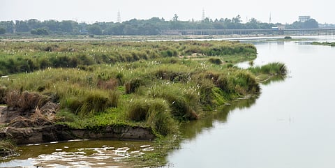 Yoganathan said the stretch of the Cauvery bed between Thottiyam and Kallanai has become heavily overgrown with vegetation, severely affecting its natural flow and water-carrying capacity.