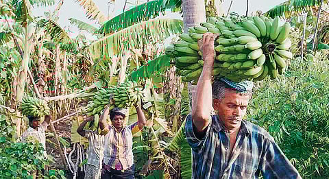 Rising temperatures put bananas 
under high risk